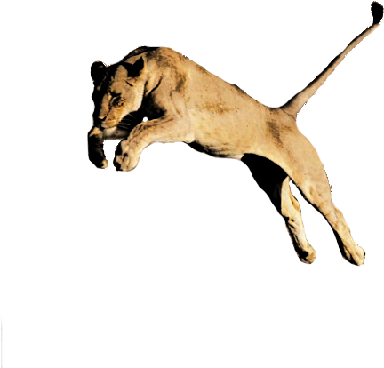Lion Png Image Hd - Female Lion Transparent Background (650x423), Png Download