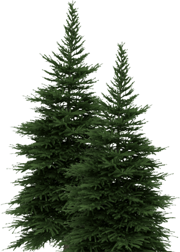 New York Lottery Pine Trees - Draw State Tree Of New York (589x800), Png Download