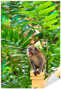 Macaque (400x400), Png Download