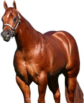 American Quarter Horse - American Quarter Horse Png (350x350), Png Download