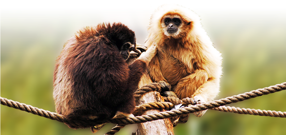 Ppark Bannersportweb Gibones (924x458), Png Download