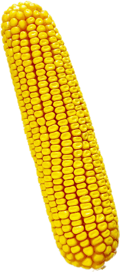 Ftecorn Corn Feedcorn Dentcorn Autumn Freetoedit - Aurangabad (240x541), Png Download