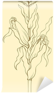 Corn Stalk, Leaves, Ears And Seeds Wall Mural • Pixers® - Sketch (400x400), Png Download