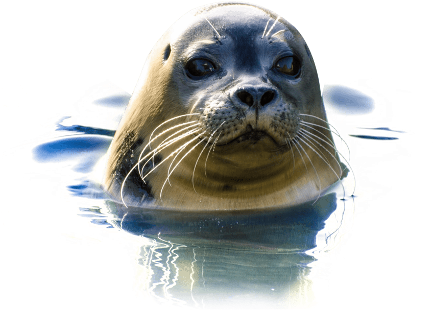 Free Png Seal Png Images Transparent - Seal Png (850x692), Png Download