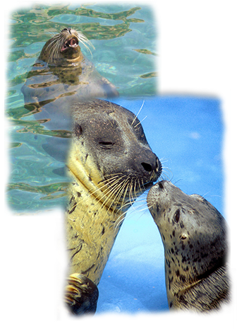 Animal Infobook - Harbor Seals Seaworld (344x479), Png Download