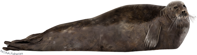 Bearded Seal (640x427), Png Download