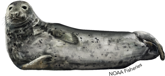 Gray Seal - Illustration (640x427), Png Download