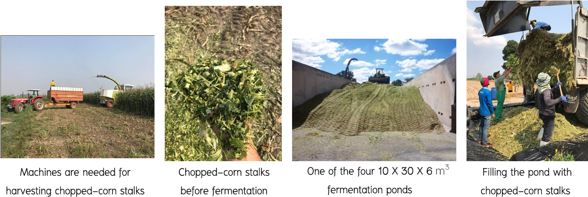 Figure 4 Regular Procedure For Making Cattle Forages - Field (1245x419), Png Download
