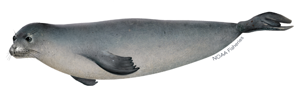 Hawaiian Monk Seal - Hawaiian Monk Seal Png (640x427), Png Download