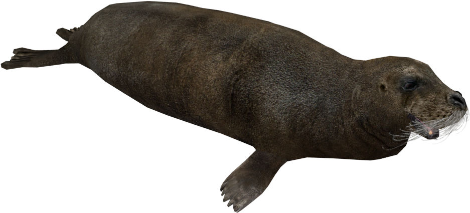 Bearded Seal (950x950), Png Download