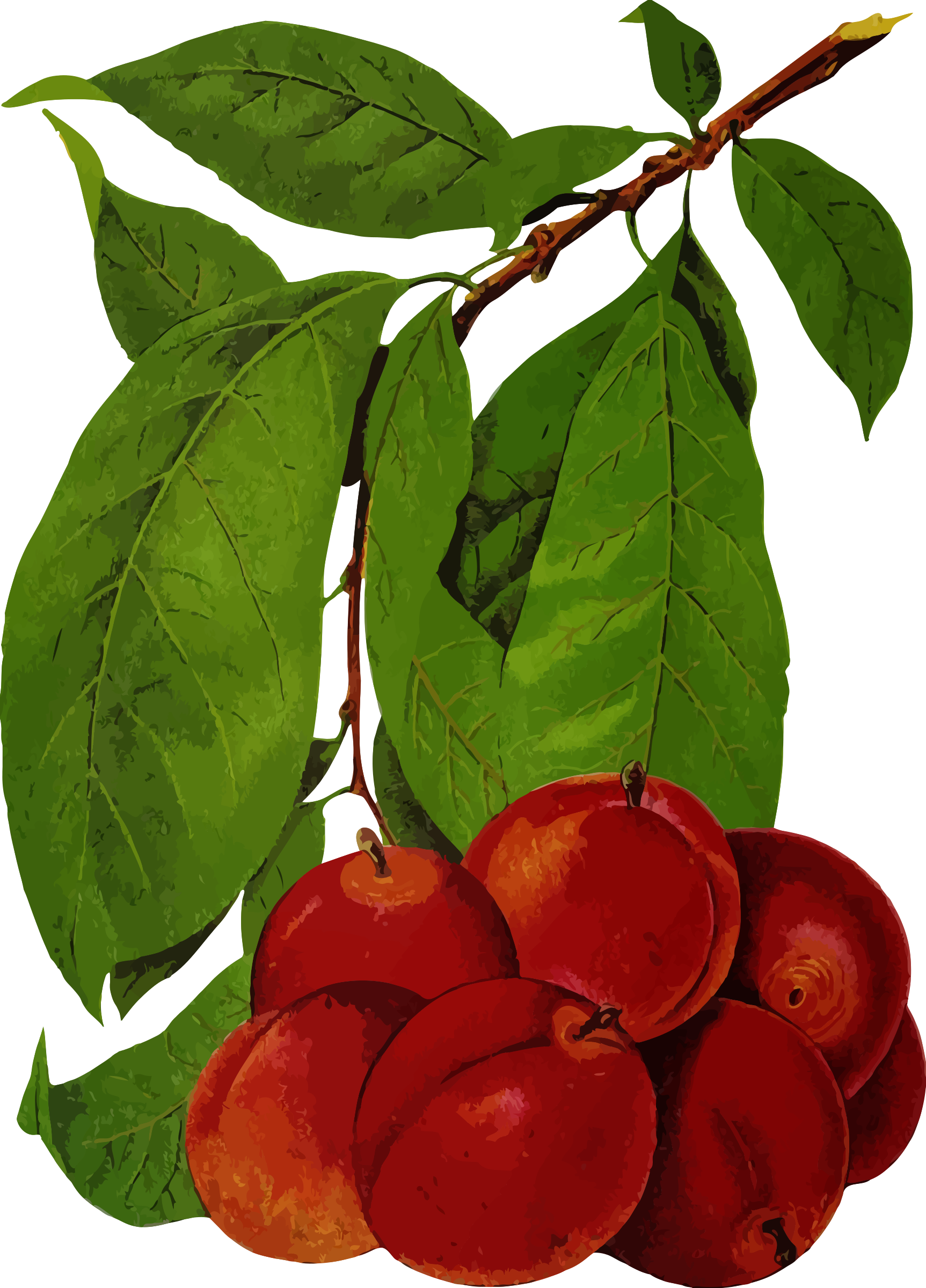 This Free Icons Png Design Of Plums 2 (1725x2400), Png Download