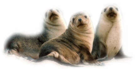 Publicat De Eu Ciresica La - Seals And Sea Lions Of The World [book] (500x350), Png Download