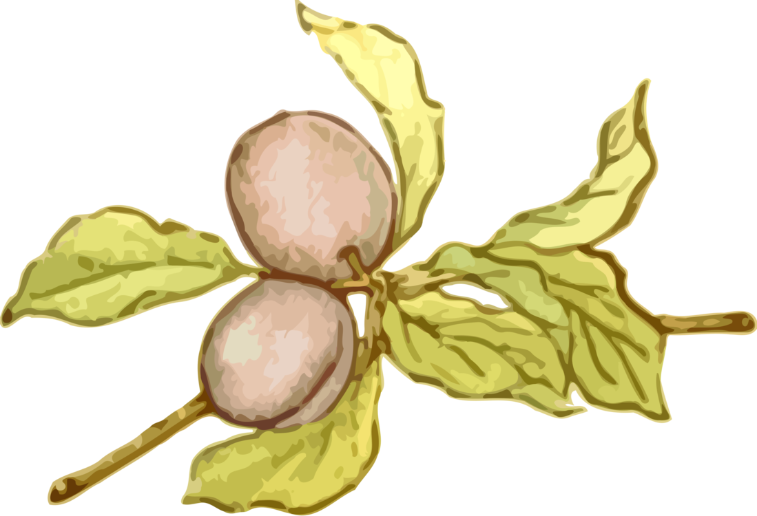 Mirabelle Plum Fruit Line Art Food - Clip Art (1099x750), Png Download