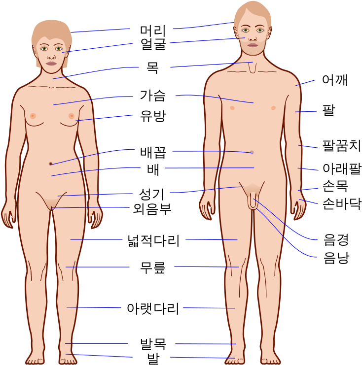 Human Body Outline - Body Ka (800x775), Png Download