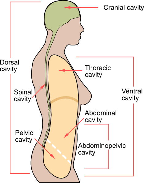 Clip Art Human Body Outline Printable - Body Cavities (468x596), Png Download