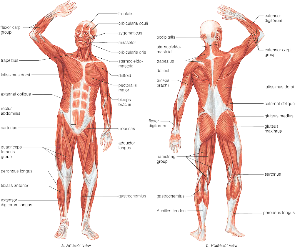 Vector Black And White Stock Achilles Drawing Human - Muscular System Drawing With Label (1024x845), Png Download