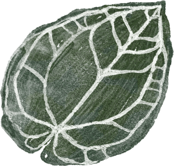 Daun Kuping Gajah - Cabbage (600x573), Png Download
