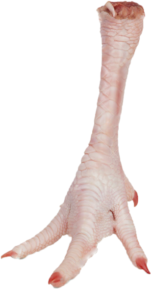 Chicken Leg Png Download - Chicken Feet Transparent Background (600x600), Png Download
