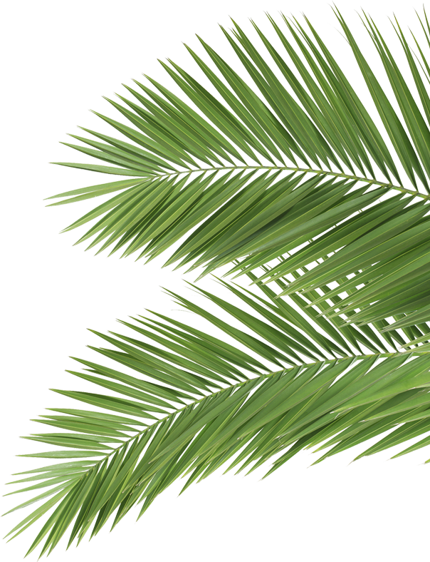 What Would You Do If You Really Owned Your Life - Palm Leaf Black & White Ii Mug - 11 Oz By Orara (604x788), Png Download