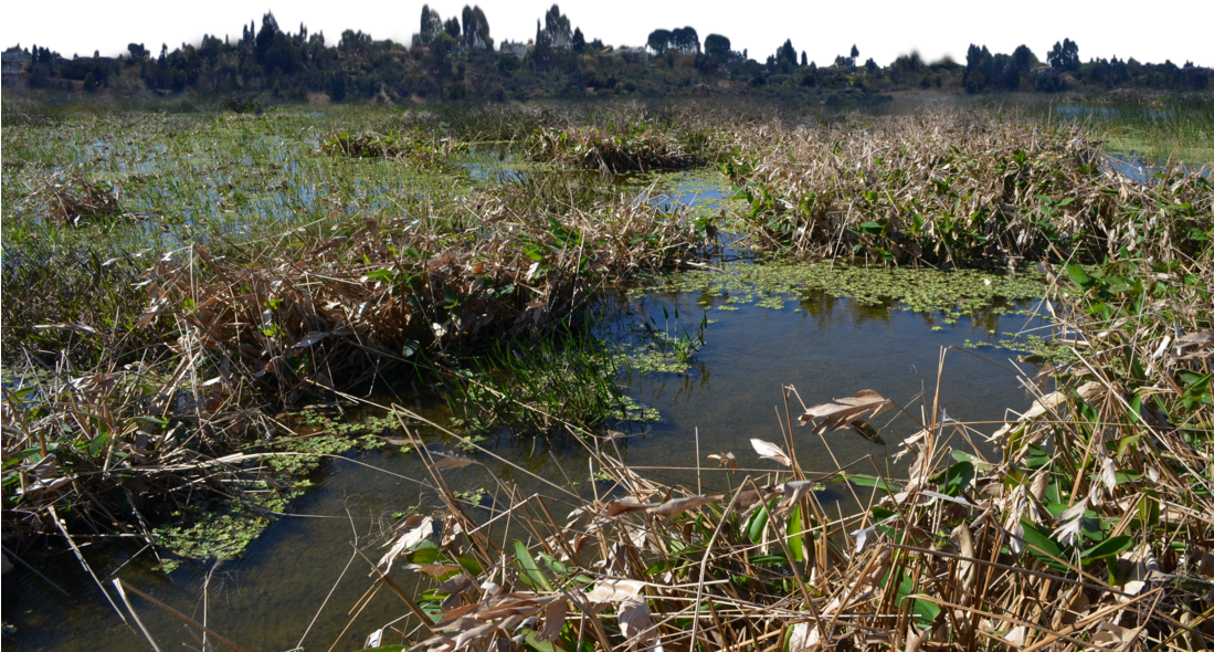 Marsh Wetlands Png Background Stock Photo 0332 Dar - Freshwater Marsh (1098x727), Png Download