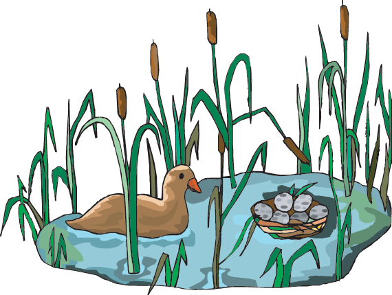 A Wetland Habitat - Wetlands Clipart (570x429), Png Download