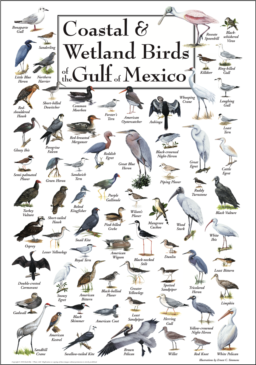 Shopping Cart -  -  - Coastal & Wetland Birds Of Florida Poster (1200x1200), Png Download