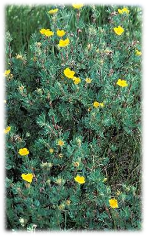Duration - Shrubby Cinquefoil (494x794), Png Download