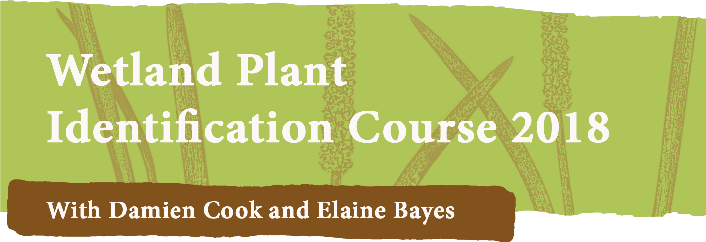 Wetland Plant Identification Course - Graphic Design (1500x563), Png Download