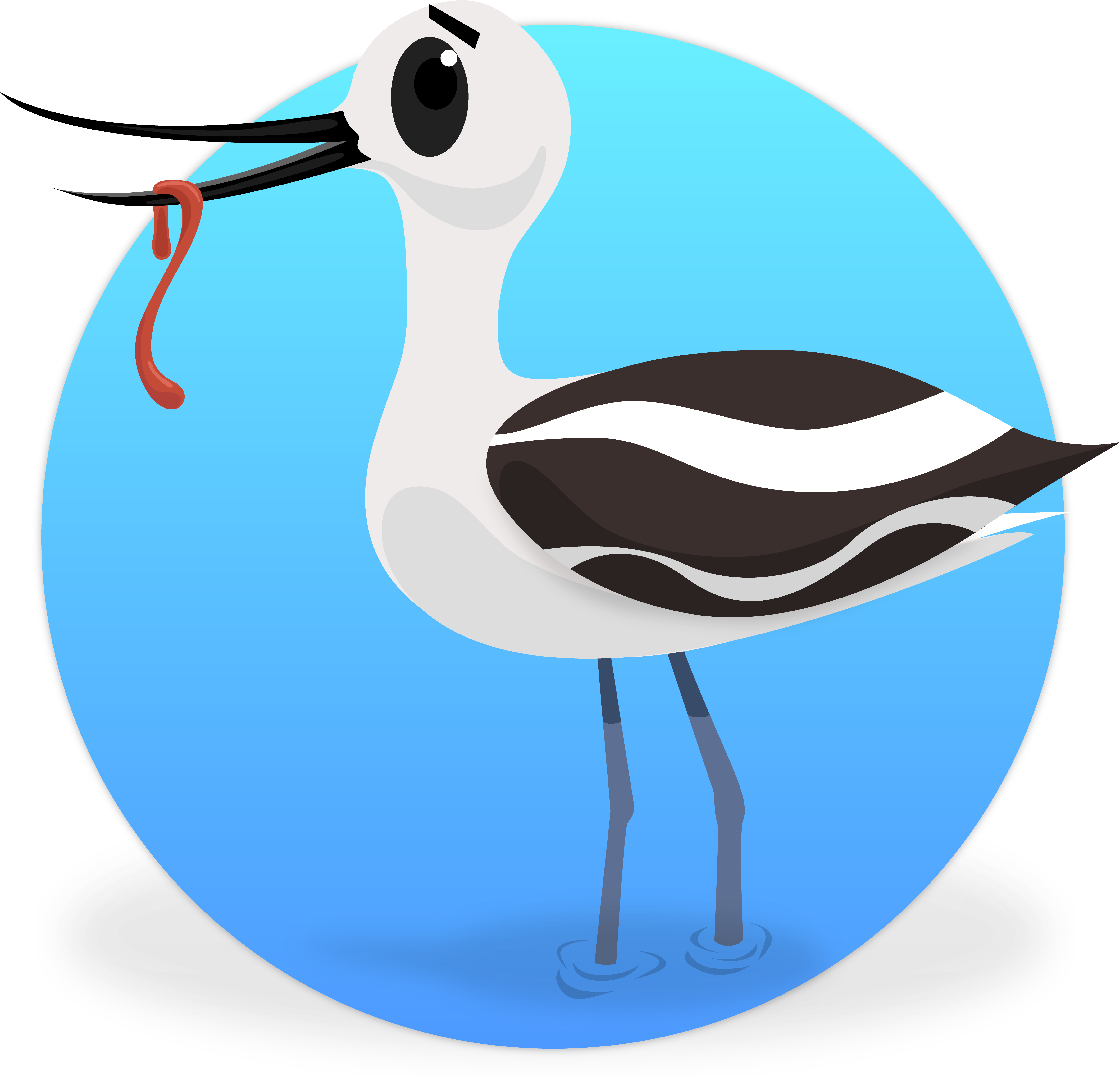 I'm Avery The Avocet, Your Guide Through The Wetlands - Crane-like Bird (6250x6250), Png Download