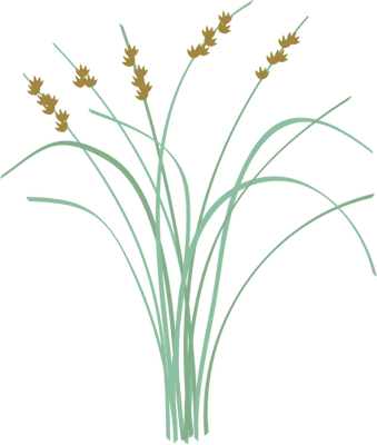 Ian Symbol Scirpus Americanus - Dwarf Day Lily (339x400), Png Download