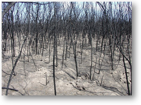 The Gila River Indian Community Department Of Environmental - Red Pine (460x344), Png Download