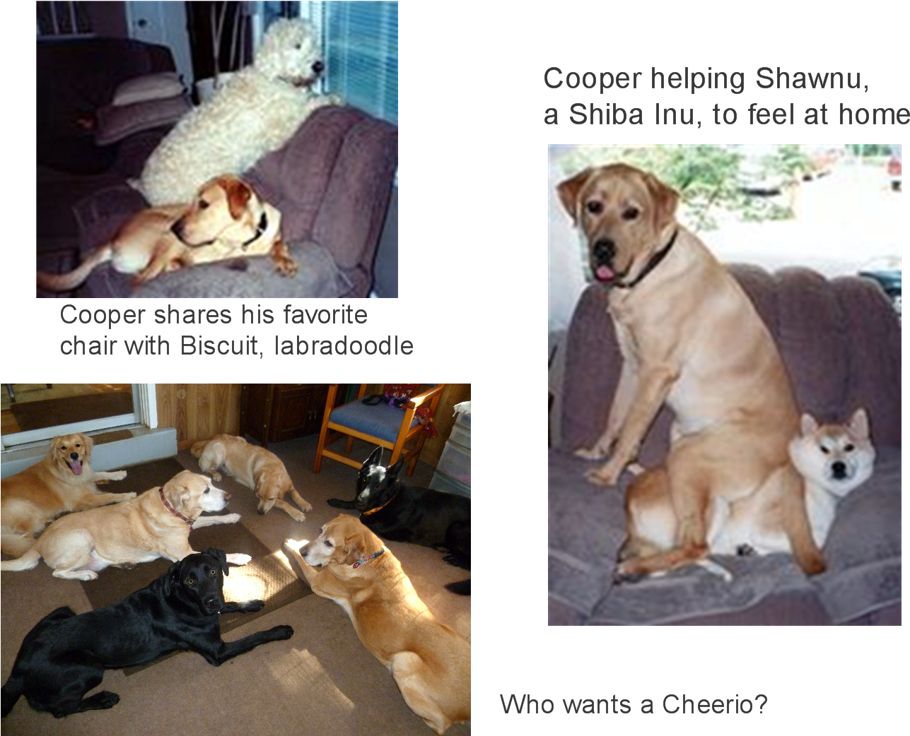 Share This - - Labrador Retriever (1500x1090), Png Download