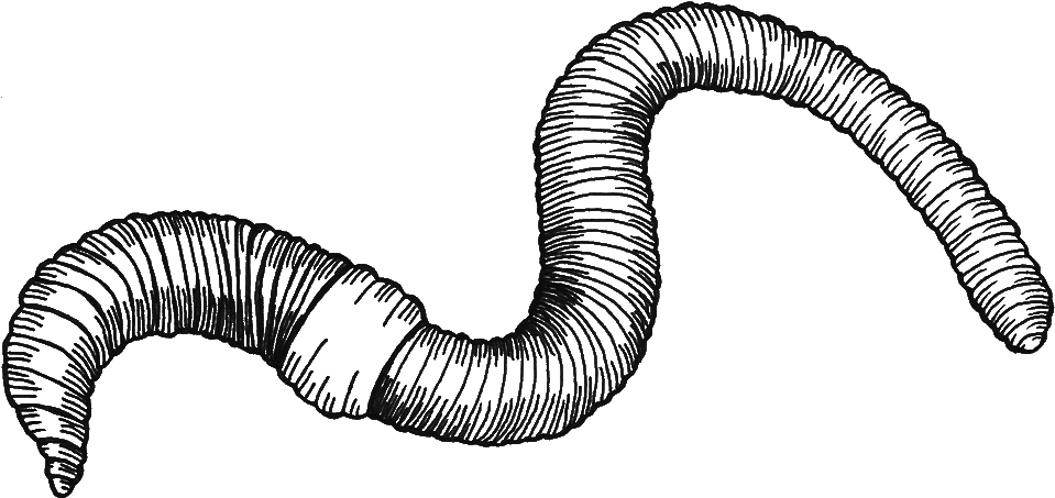 Sara Moledor Earthworms And Vermicomposting Have Long - Twitter (1000x1000), Png Download