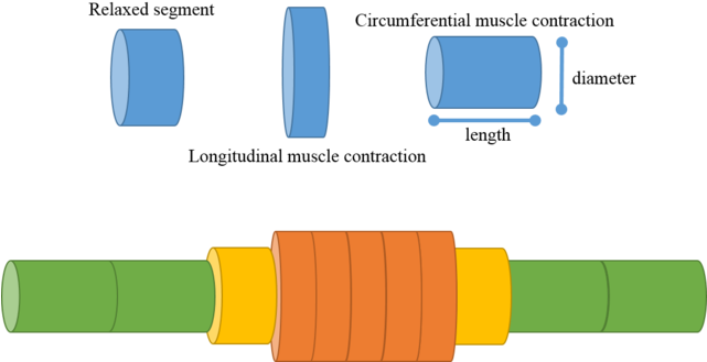 320 × 168 Pixels - Earthworm Peristalsis (640x337), Png Download
