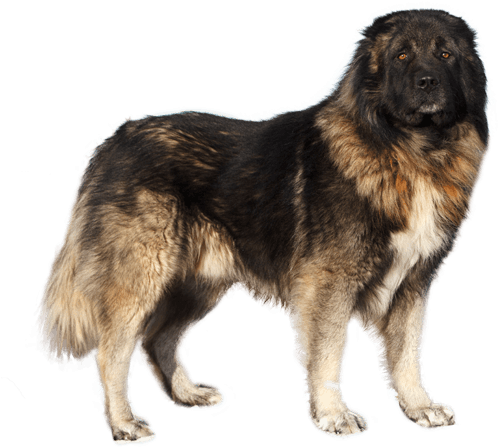 Appearance Of Caucasian Shepherd - Dog (567x489), Png Download