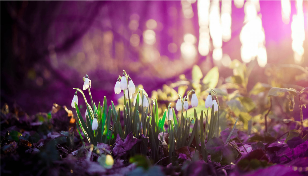 Score 50% - Spring Desktop Backgrounds (1000x1000), Png Download