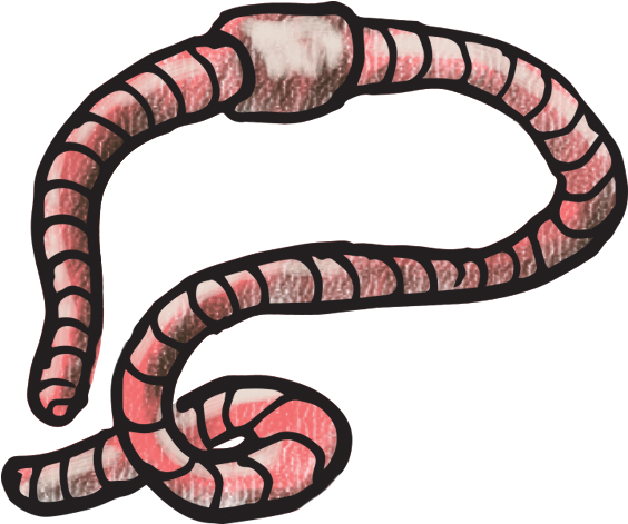 Earthworm (800x800), Png Download