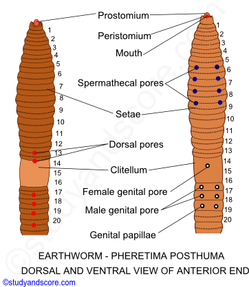 Anterior End Of Pheretima Posthuma, Earthworm General - Intersegmental Groove In Earthworm (362x418), Png Download
