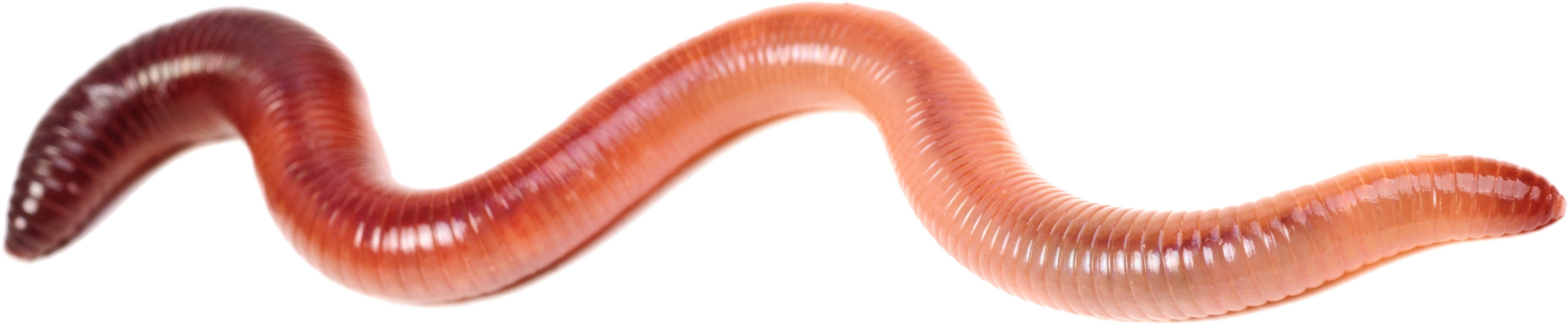 I Do Have A Limited Supply Of Free Worms To Giveaway - Earthworm (3000x688), Png Download