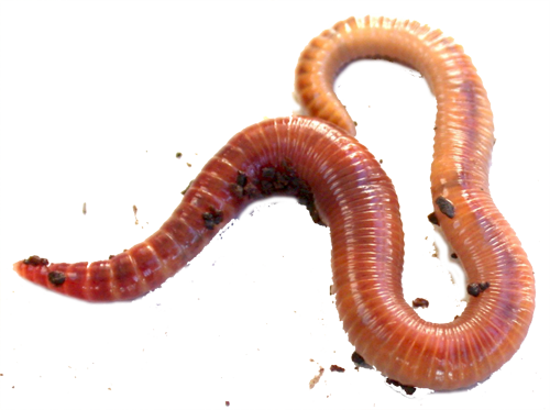An Earthworm - Red Worms (500x373), Png Download