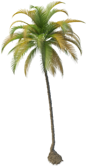 Coconut Tree - Coconut Tree Png File (360x360), Png Download