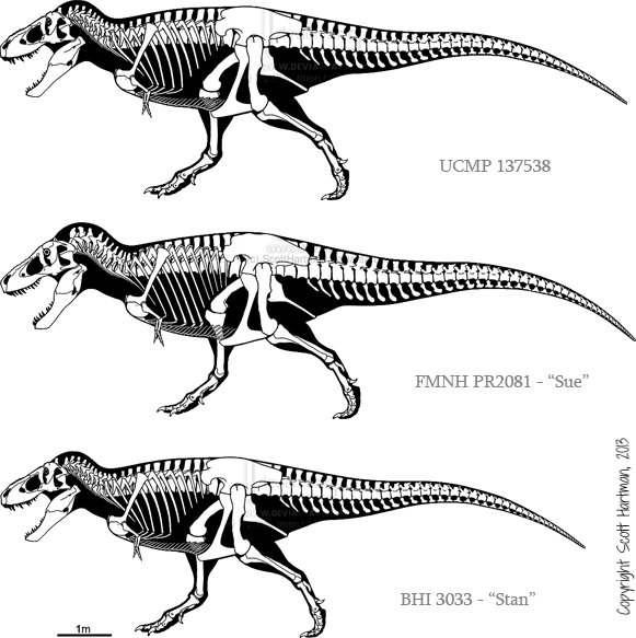 Dinosaur Duels - Carcharodontosaurus Skeleton (581x583), Png Download