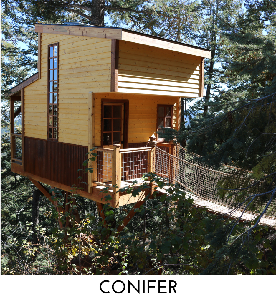 Conifer Square Title - Conifers (1000x1000), Png Download