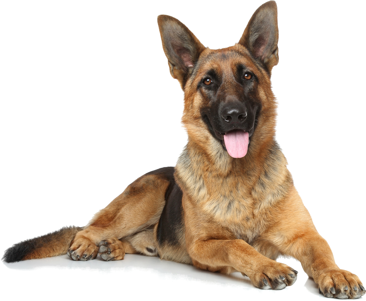 German Shepard - German Shepherd Stock (1688x1125), Png Download