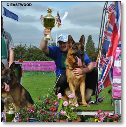 Welcome To The 'samstag German Shepherd Dogs' Website' - Old German Shepherd Dog (438x440), Png Download
