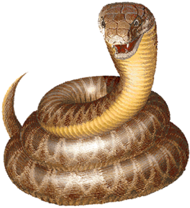 Snake-clipart - Rock Python Clip Art (350x350), Png Download