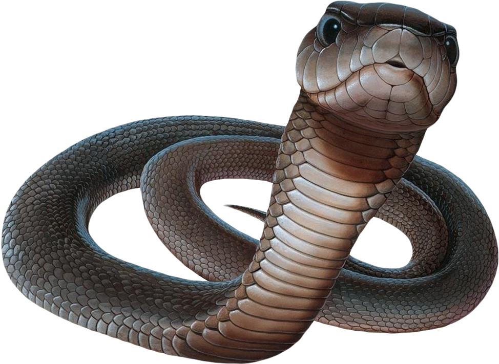 Black Mamba With White Background (652x480), Png Download