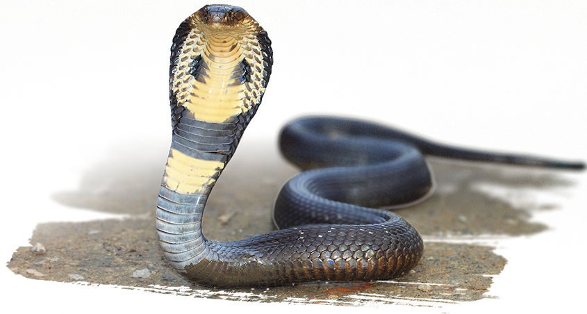 Image - Snakes: 101 Super Fun Facts And Amazing (845x452), Png Download