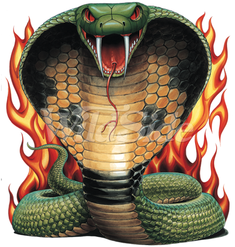 Coiled Cobra With Flames - Coiled Cobra (467x491), Png Download