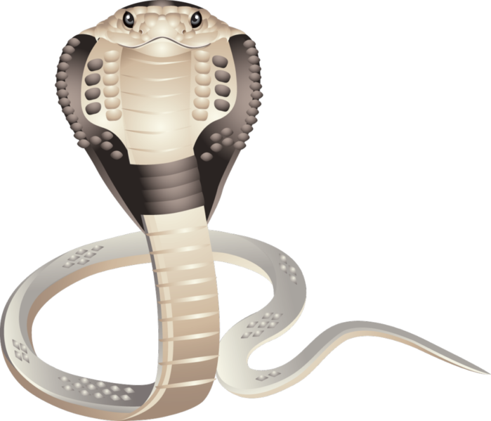 Cobra Snake Png Images Free Download - Portable Network Graphics (699x599), Png Download